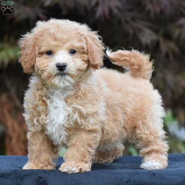Clara, Bich-Poo Puppy